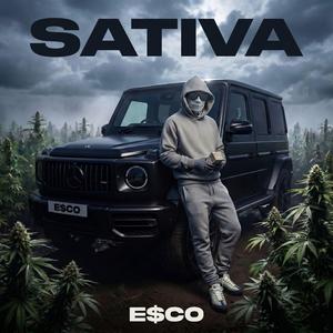Sativa