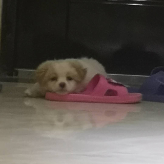 生而为人，玛卡巴卡