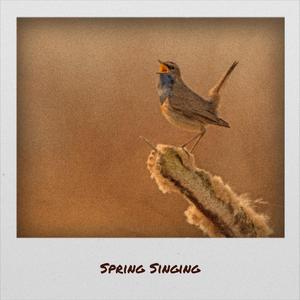 Twilight Shuttlecock