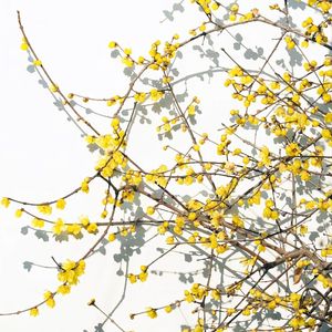 腊梅 - Chinese x Gunna x 淮河 x 柒 x Andy Yue Type Beat