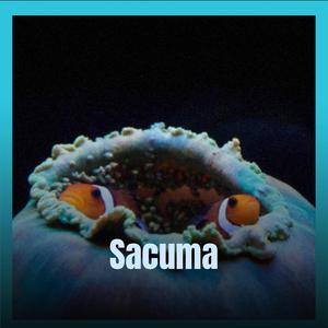 Sacuma