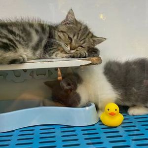 艰难行走的NPC 伴奏