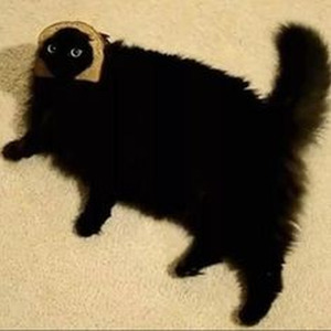 No Me Digas Que Debo Hacer (slowed)