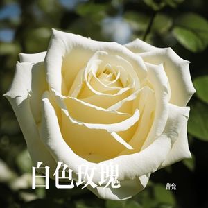 白色玫瑰