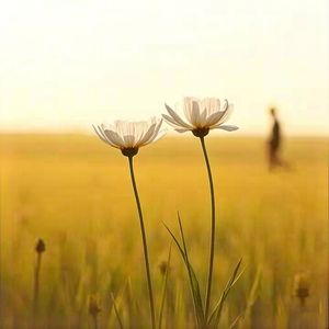 我在等世上唯一契合灵魂