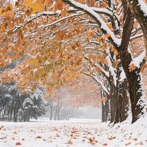 在这个落叶像雪的季节