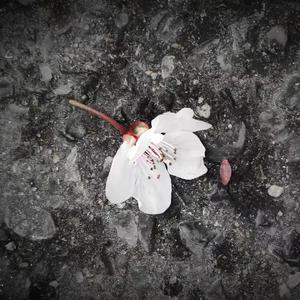 Laif\死亡 [Prod.tired]