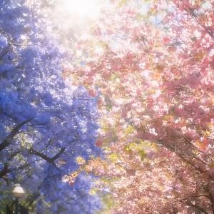 春之回响——花语