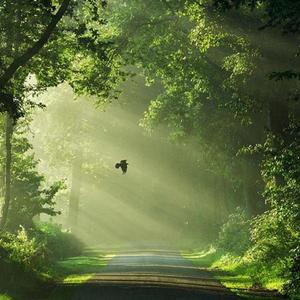 森林混音带 (氛围版)