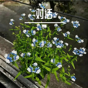 Dancing with the Night Breeze