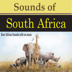 African Penquins