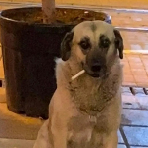 Kemancı Mızrap Kış Masalı