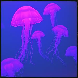 Jelly Fish (feat. Johnny Akbar Khan)