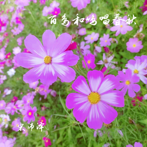 百鸟和鸣唱春秋