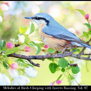 Lose Yourself to the joyful Song of the Fairy Flycatcher