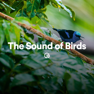 Stream Water Dripping with Birds in Forest (Loopable With No Fade)