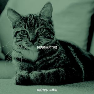 一尘不染放松的猫印象数