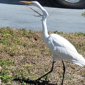 LEG 2, EGG CRATE RUN TO MAINE