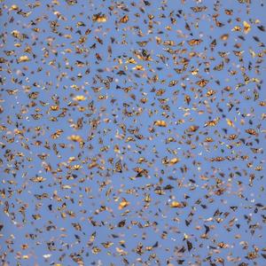 白山茶（翻自 陈雪凝）