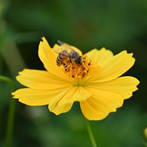 桃花酒（cover胜屿）