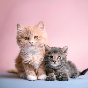 Susurros Del Crepúsculo Para Felinos Soñadores