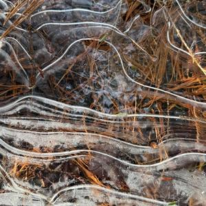 Forage & Gather, Pt. V