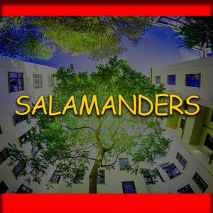 Salamanders
