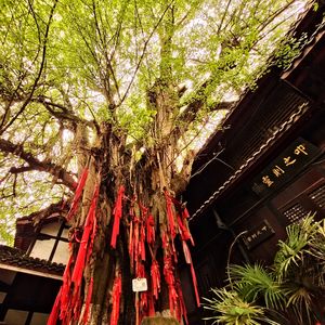 梧桐还没茂密的午后