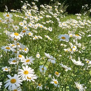 小时候的梦（纯音乐）