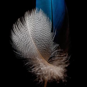 Jingle Bells Rock Around the Ding-A-Ling