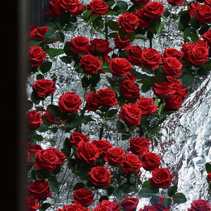 传奇(格桑花版)