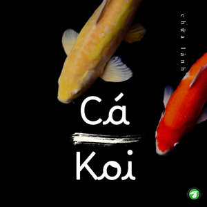Ngắm Cá Koi Tĩnh Lặng Yên Bình