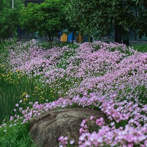 花间梦
