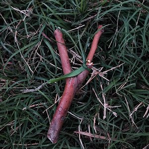 如梦似幻阳（demo）