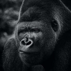 The Origin of Language