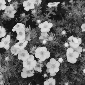 National Anthem Denmark