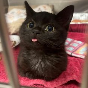 Hukkush Phukkush (sped up)