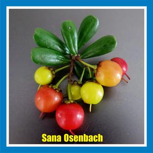 Sana Osenbach