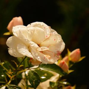 Petali tra le dita