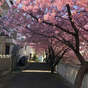 【FREE】Trap“Time flower” BPM156 Gm