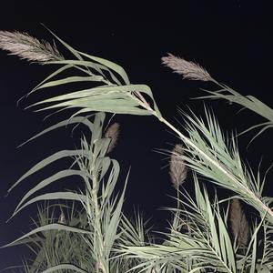 敕勒歌