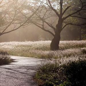湖边微风的音符