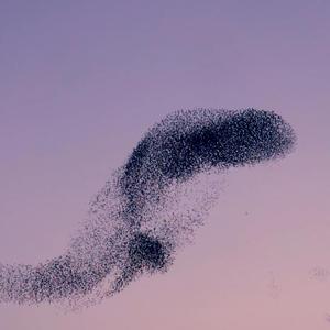 Starlings