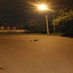 Calenta la Calentura