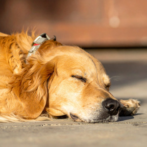 Sonidos Relajantes Para Acompañar A Las Mascotas Por La Noche