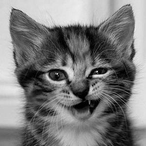 谈恋爱前不如先养猫