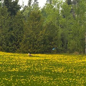 If You Discover Me 2 In D Major