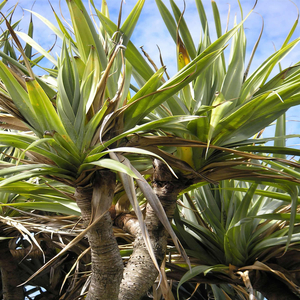 Pandanus
