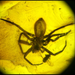 Mind Blowing Vibes