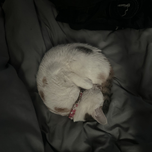 蓝色花瓣的眷恋